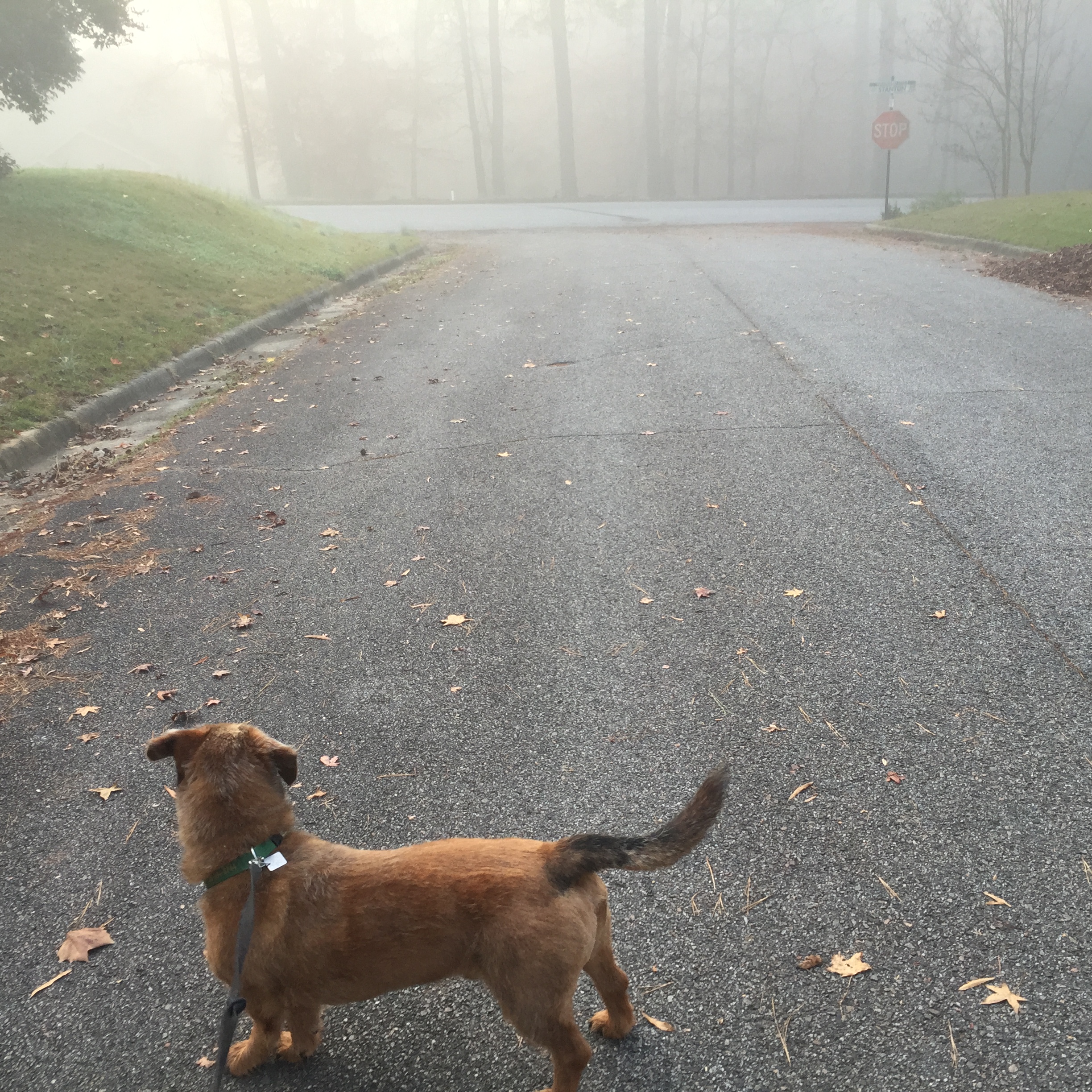 Tucker looking into the mist